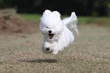 BICHON FRISE 490